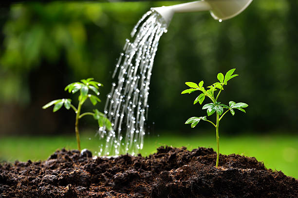 Sprouts watered from a watering can (focus on right plant)
